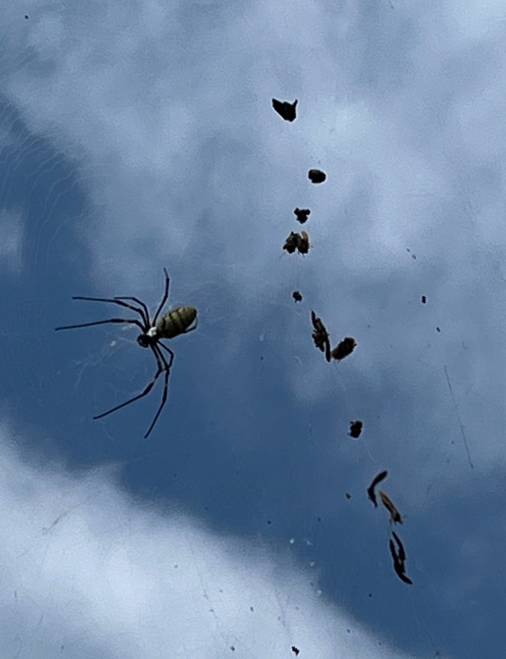 Les bêtes pas&nbsp;sauvages